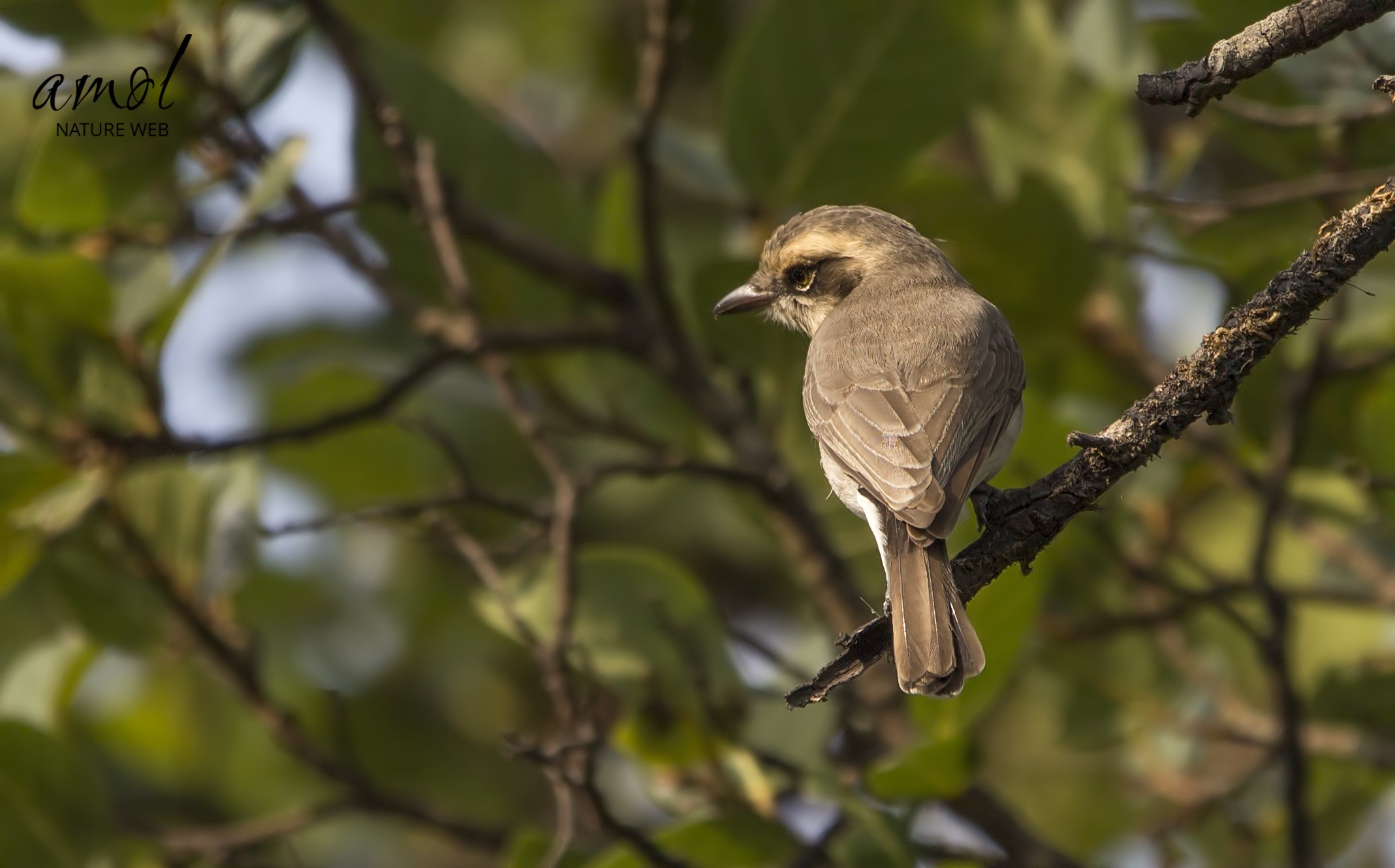 Common Woodshrike